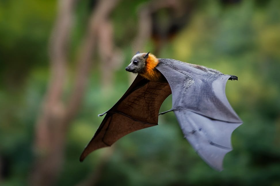 Produits contre chauves-souris