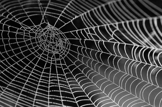 Araignées, tout savoir