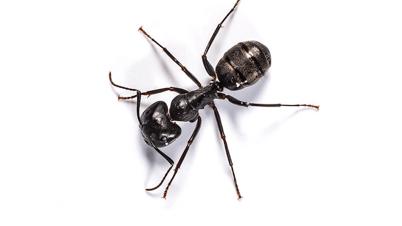 Fourmis charpentières tout savoir