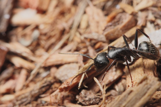 Fourmis charpentières 