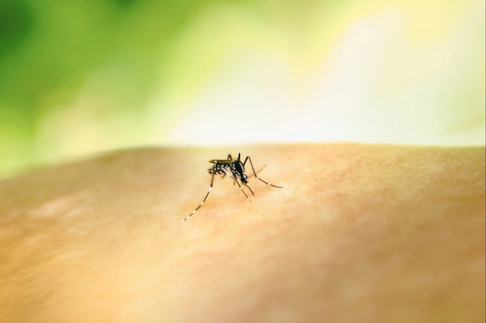 Comment se débarrasser des moustiques chez soi ?