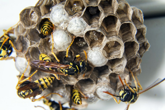 Nid de guêpes, tout savoir sur les guêpes