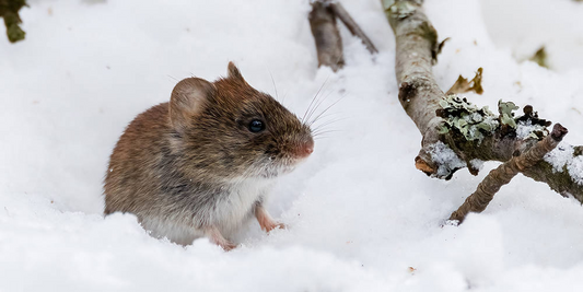 Rongeurs en hiver, guide pour les contrôler