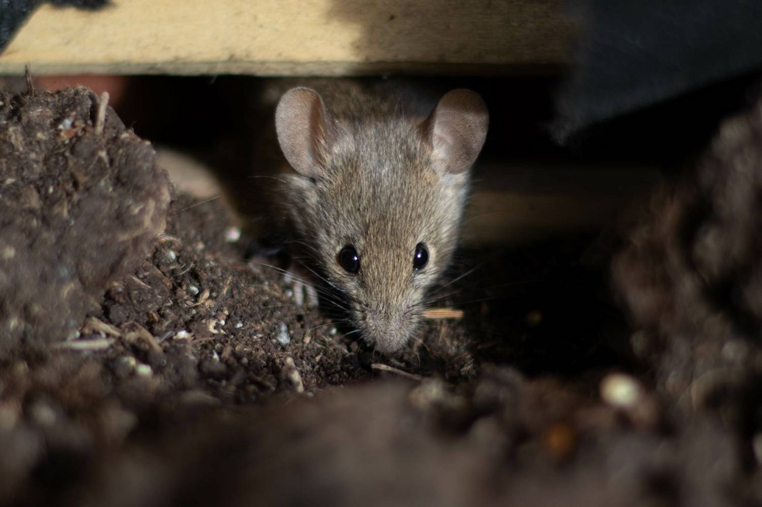 Souris (petits rongeurs) faits étonnant