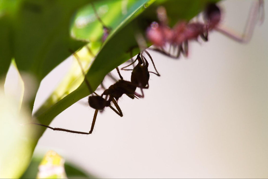 Fourmis charpentières : avril est le moment critique pour une intervention