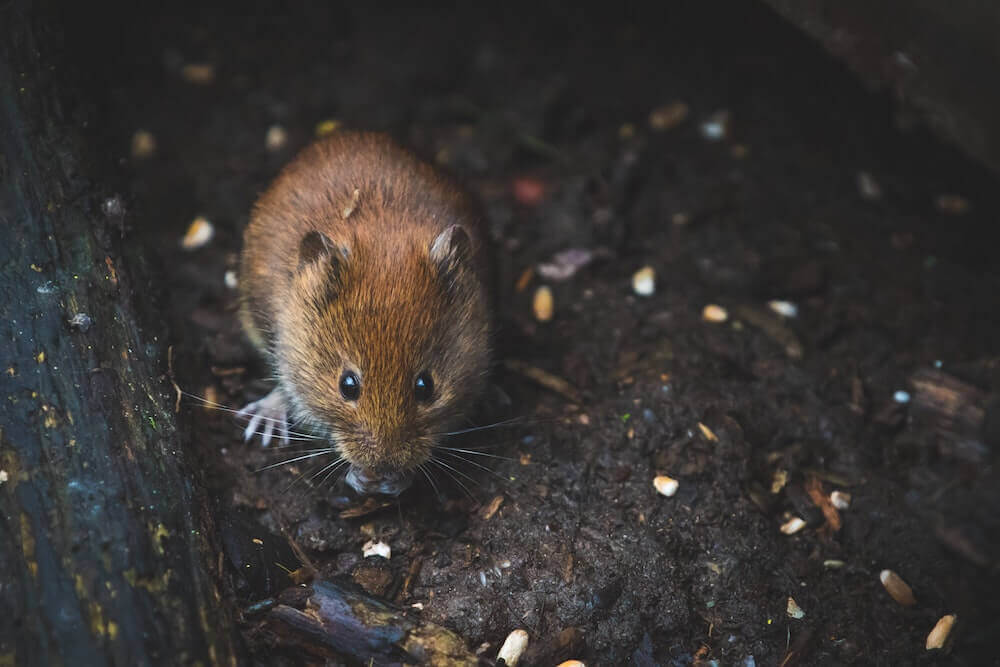 Souris, tout savoir