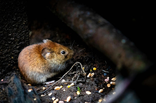 Trappes à souris Jawz