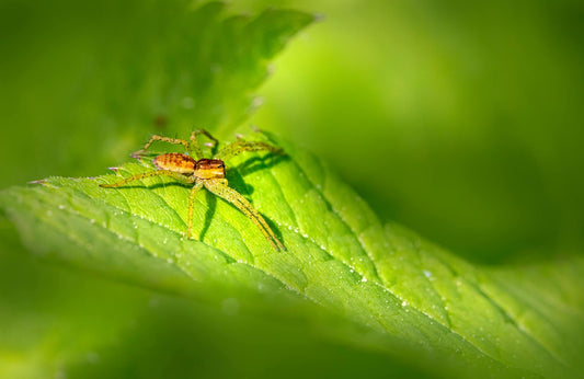 Araignées dans la maison