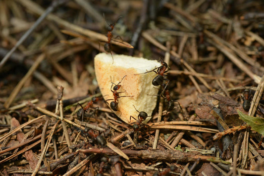 Fourmis charpentières problèmes