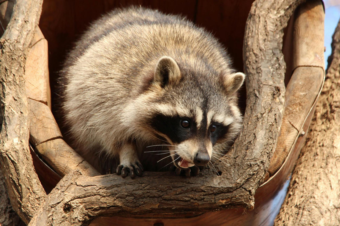 Meilleurs pièges pour animaux sauvages