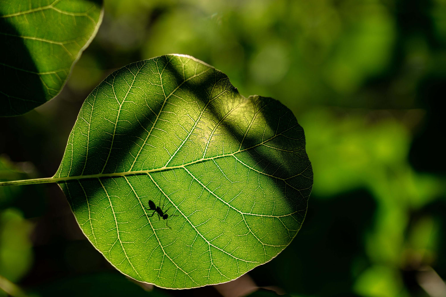 Produits contre fourmis