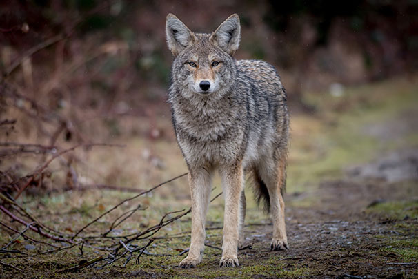 Produits contre coyotes