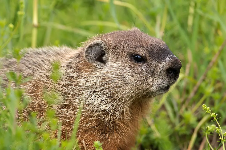 Produits contre marmottes