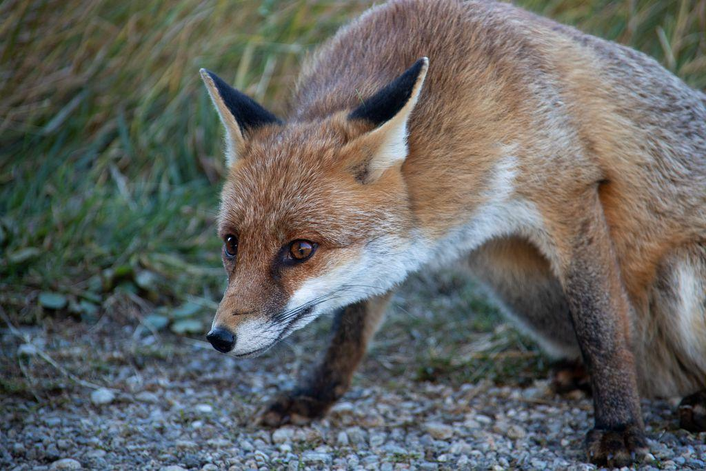 Produits contre renard